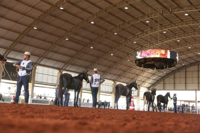 Exposição Brasileira do Criador, mangalarga marchador