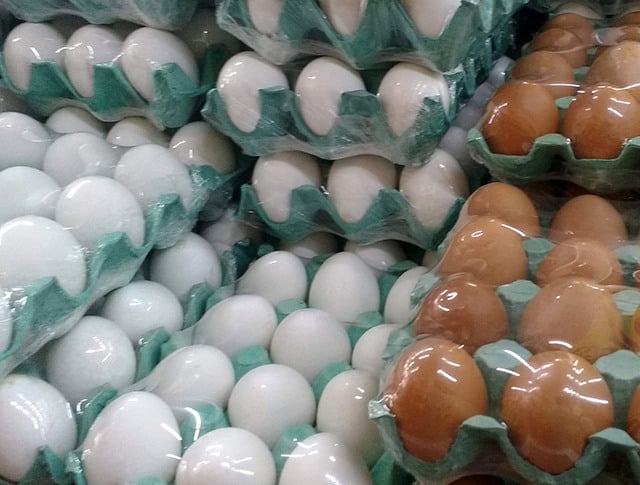 Produção de ovos