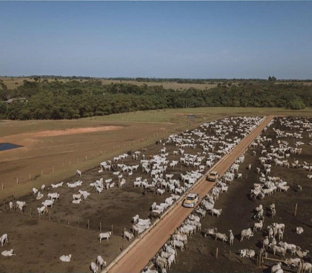 Projeto Nação Agro: entenda como funciona um boitel