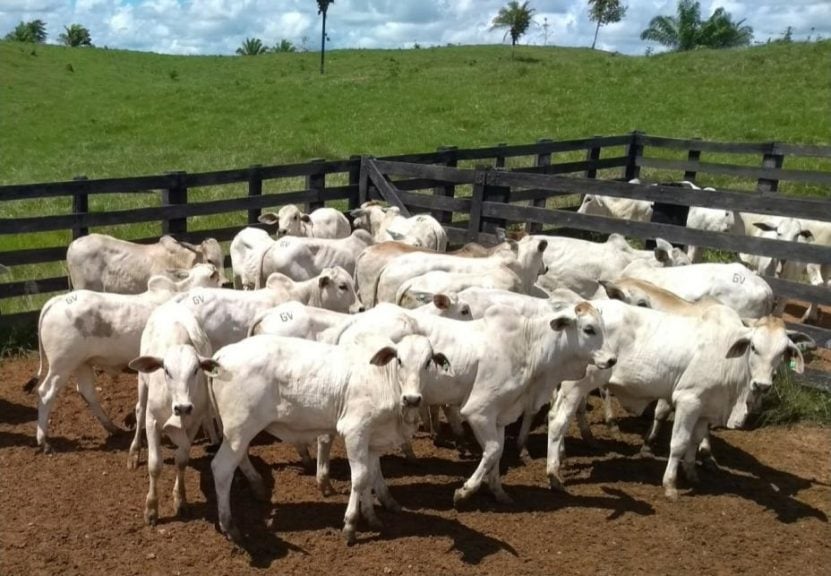 inseminação artificial bovinos inseminação artificial bovinos