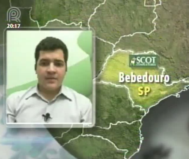 Saiba mais sobre as variações de preços do boi gordo
