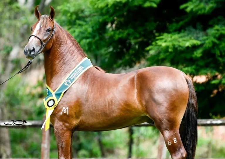 Rapé de Alcatéia Malubre, campeão nacional 2024 da raça mangalarga marchador cuja cobertura será oferecida em leilão beneficente Rapé de Alcatéia Malubre, campeão nacional 2024 da raça mangalarga marchador cuja cobertura será oferecida em leilão beneficente