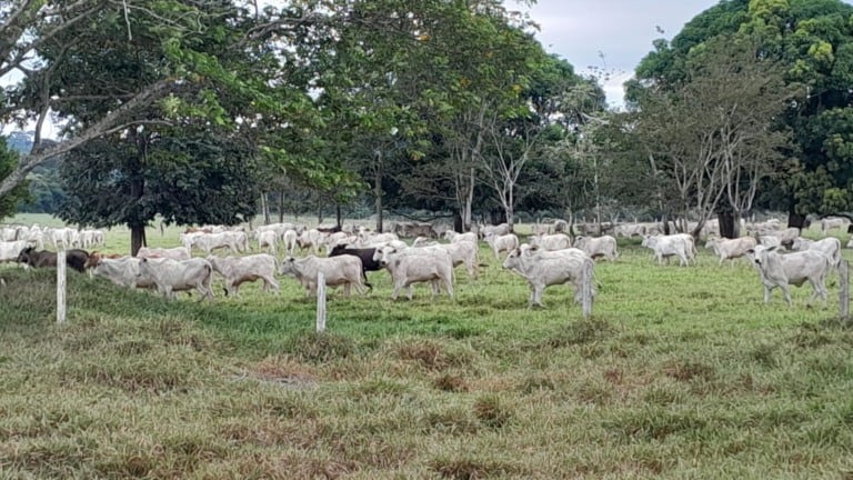 Novilhas Nelore na TIP: pecuarista de RO alcança alto rendimento na engorda