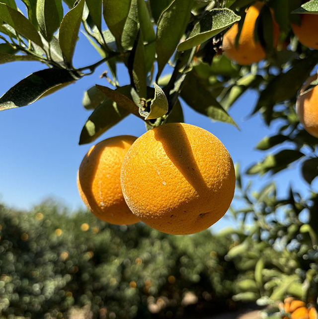 Laranja majorca