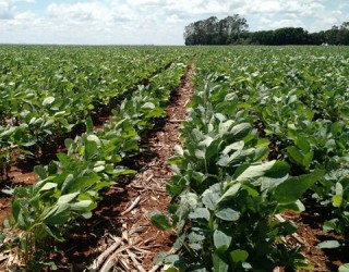 Lavoura foi plantada no inicio de outubro, passou por 22 dias de seca e não desenvolveu bem (Fernanda Farias/Canal Rural)