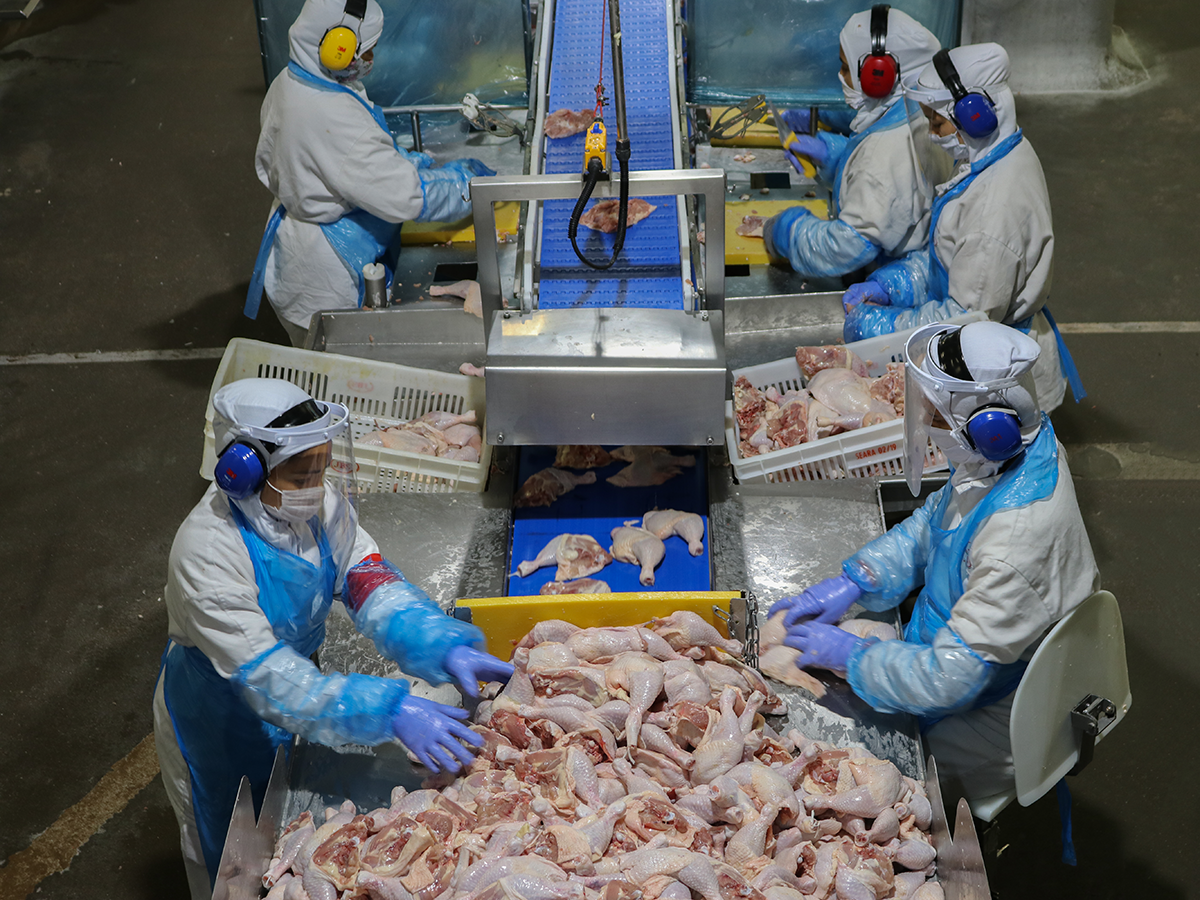 carne de frango, seara, frigoríficos, aves, carnes, exportações carne de frango, seara, frigoríficos, aves, carnes, exportações
