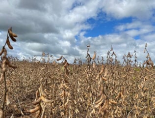 Soja Embrapa Xtend USDA