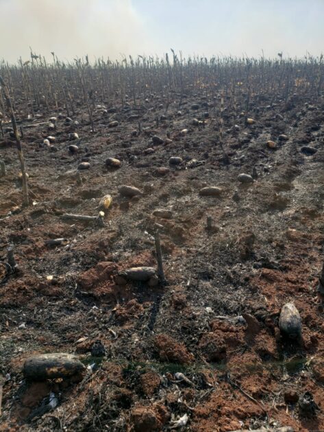 Incêndio na região de Maringá (PR)