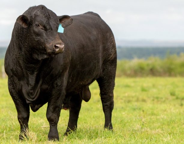 animal da raça ultrablack